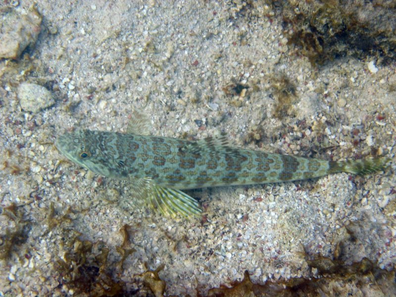 Photograph
